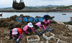 生蠔自動(dòng)分揀機(jī)，取代人工分揀，高效精準(zhǔn)省人工