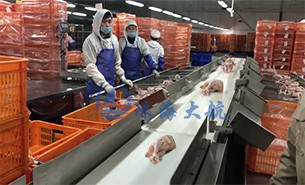 白條雞分揀機(jī)、整鴨分選機(jī)高效取代人工分揀，比人工快5倍