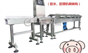 豬頭分級(jí)稱(chēng):在線稱(chēng)重自動(dòng)分揀多級(jí)別,精準(zhǔn)高效智能化生產(chǎn)