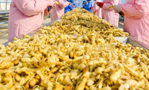 珠海大航中藥藥材重量分選方案，助力中藥產(chǎn)業(yè)高質(zhì)量發(fā)展